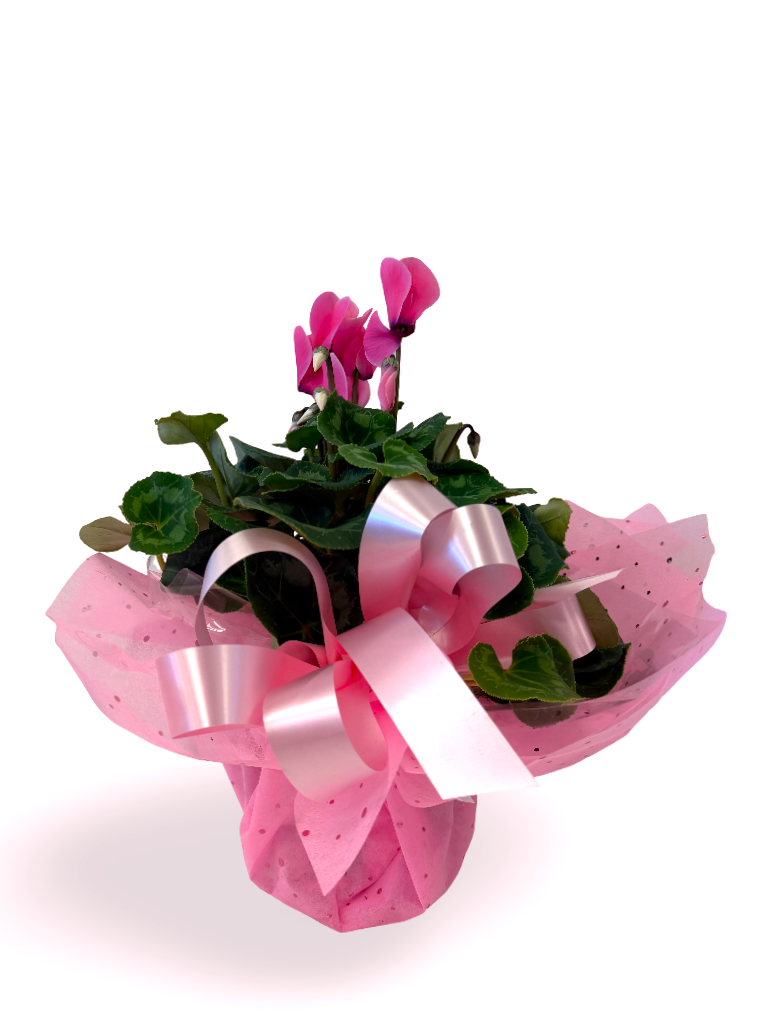 Cycleman (Red, Pink, Purple)