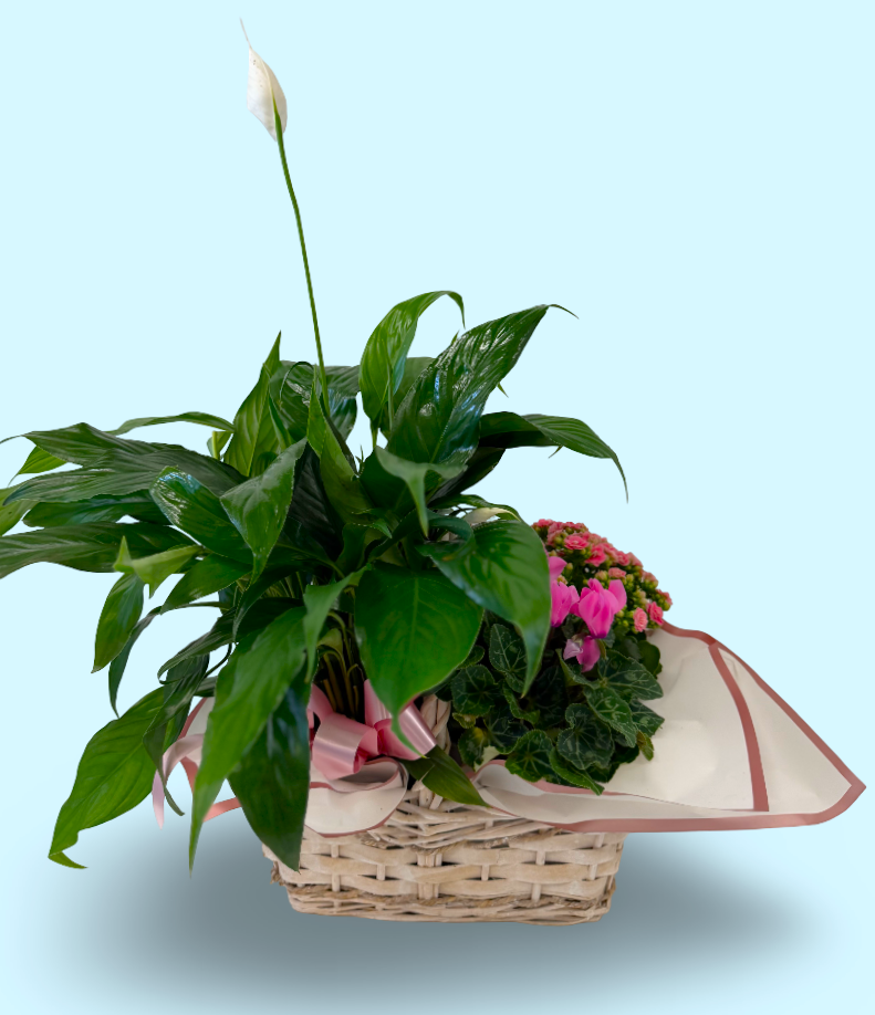 Peace Lily & Pink Cyclamen Gift Basket