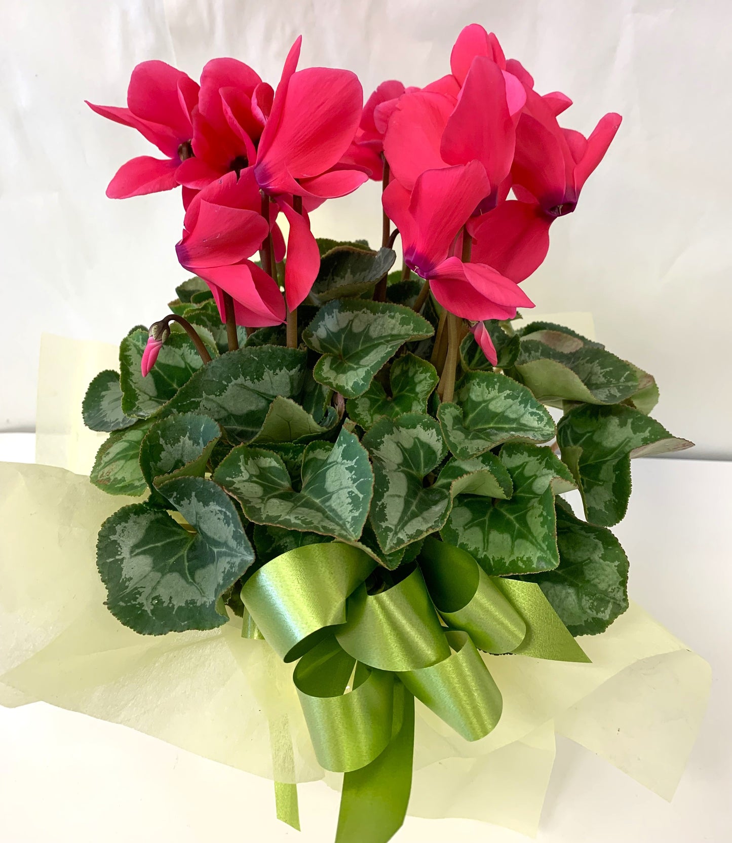 Cyclamen Plant