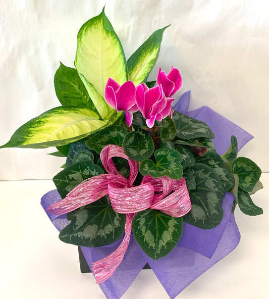 Plant Gift Box