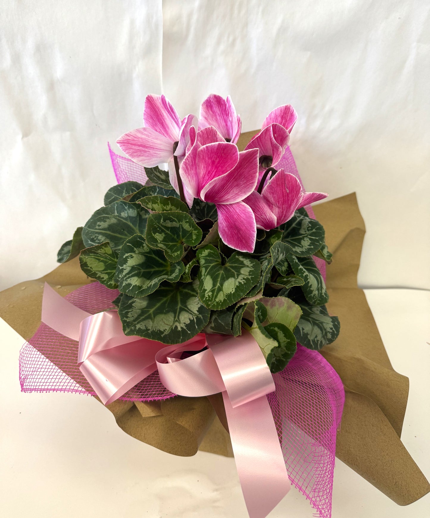 Cyclamen