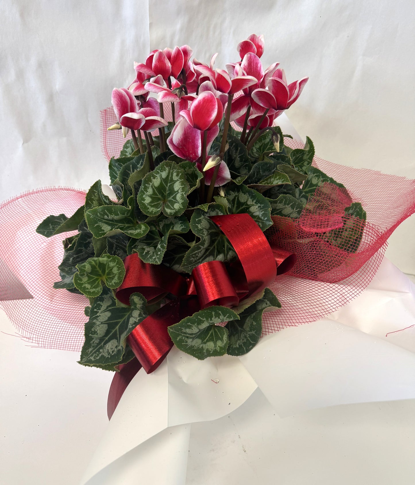 Cyclamen