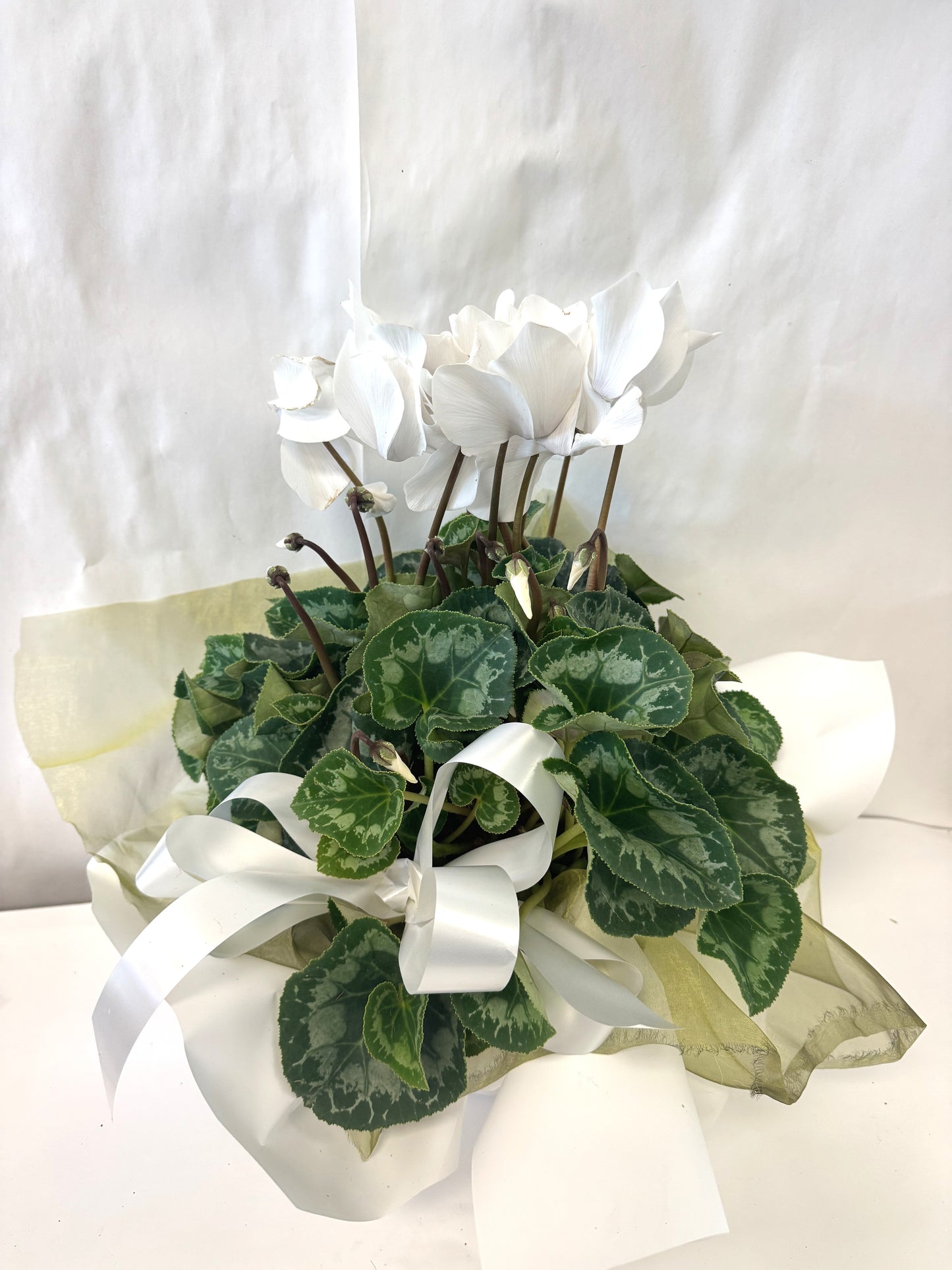Cyclamen