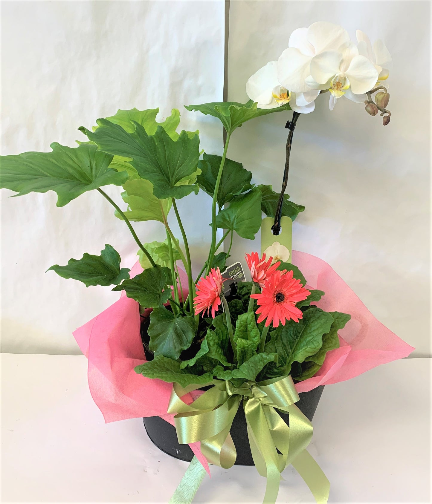 Container of Mixed Plants