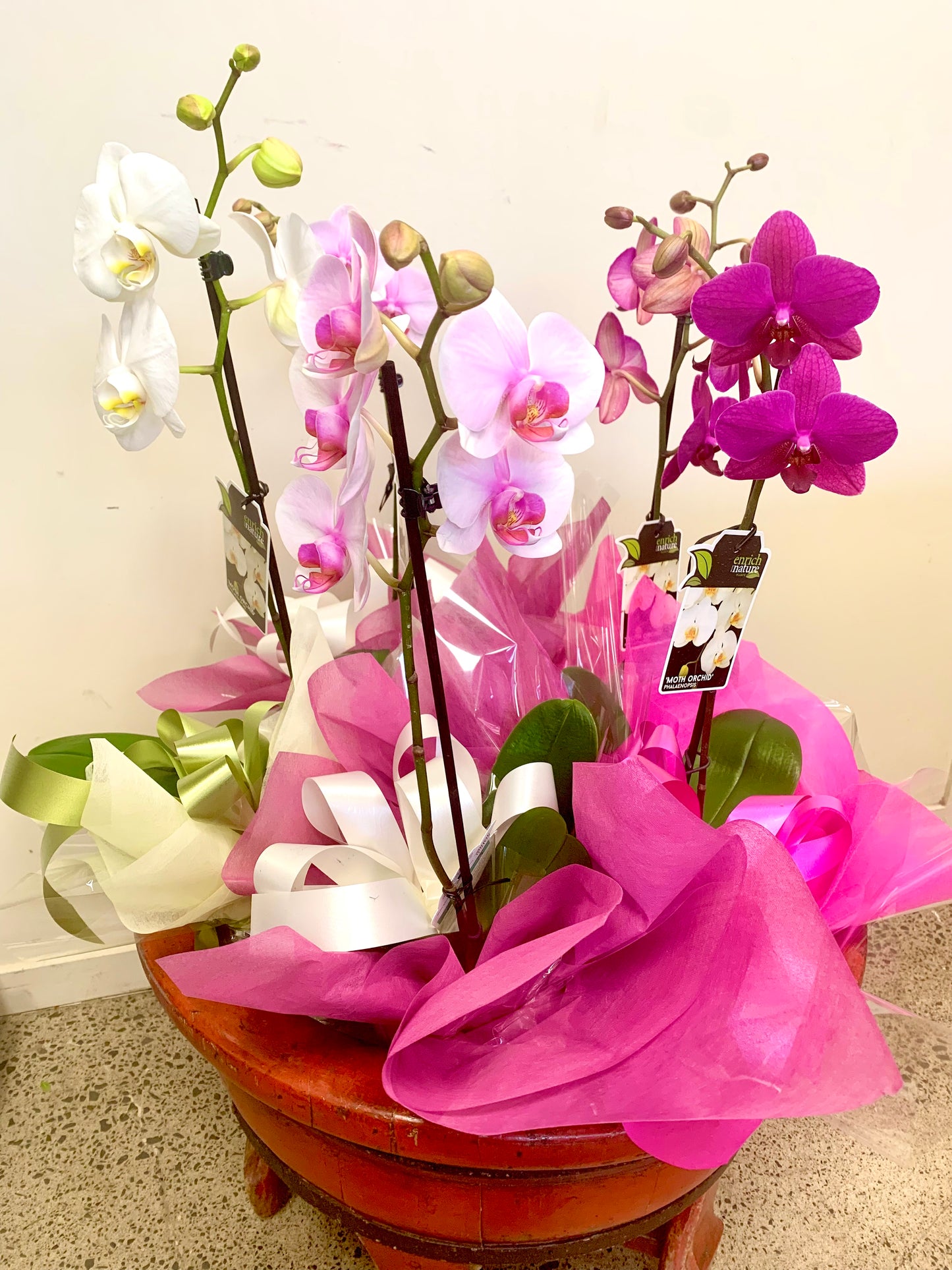 New Season Orchids