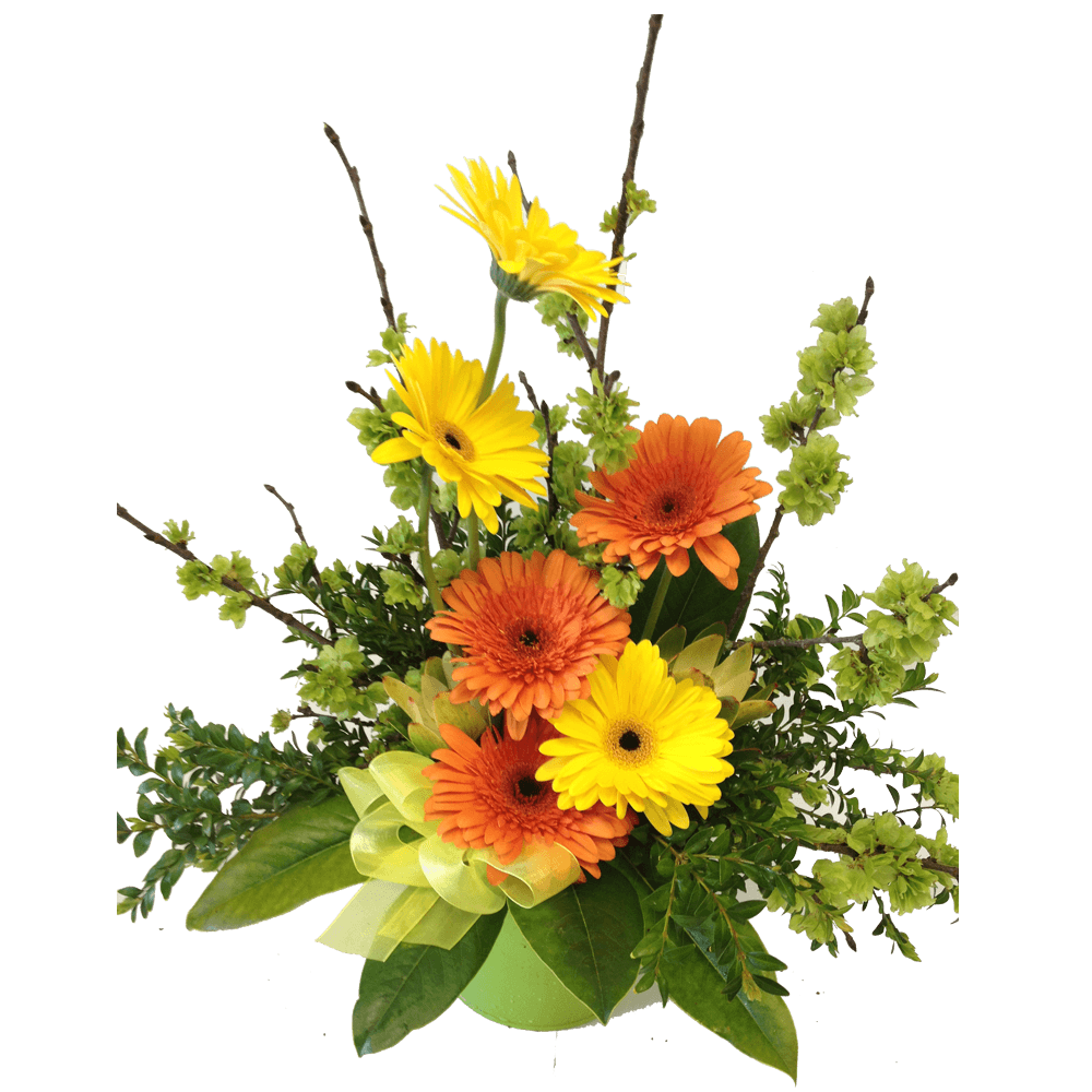 Pail of gerberas, get well, hospital, Retirement, Birthday, Anniversary, Arrangements,