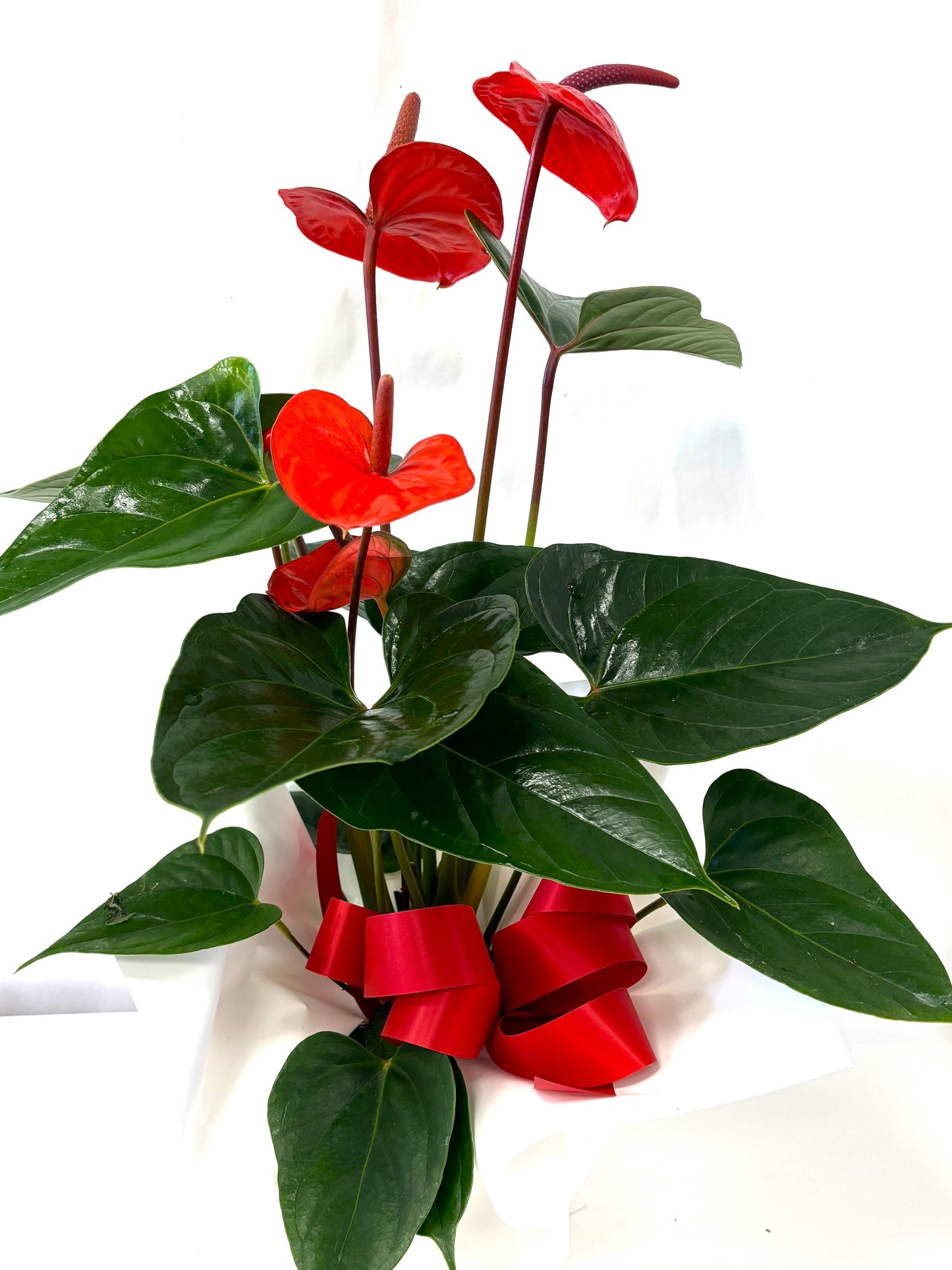 Red flower plant with green leaves on a white background