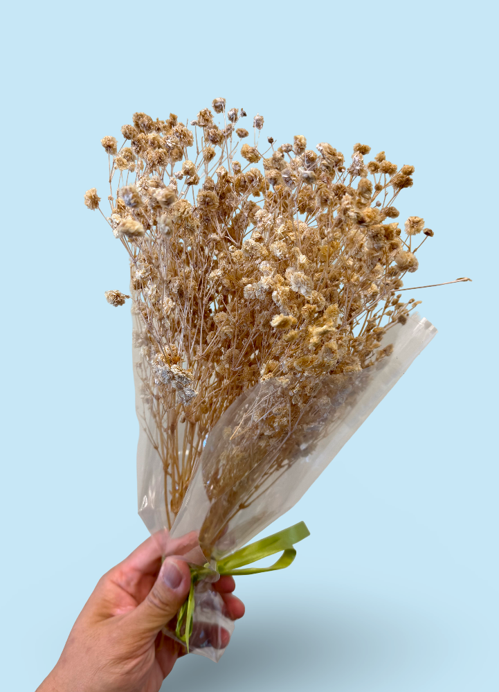Imported Glycerine-Dyed Gypsophila