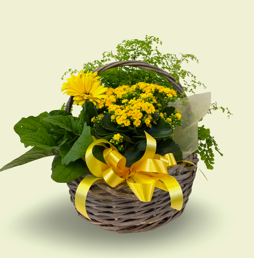 Sunny Yellow Plant Gift Basket