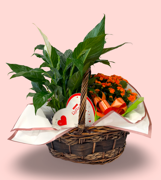 Peace Lily, Chocolate & Orange Kalanchoe Gift Basket