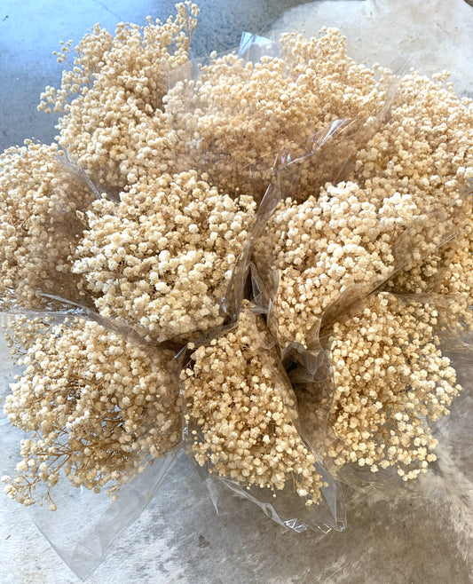 Dried Gypsophila