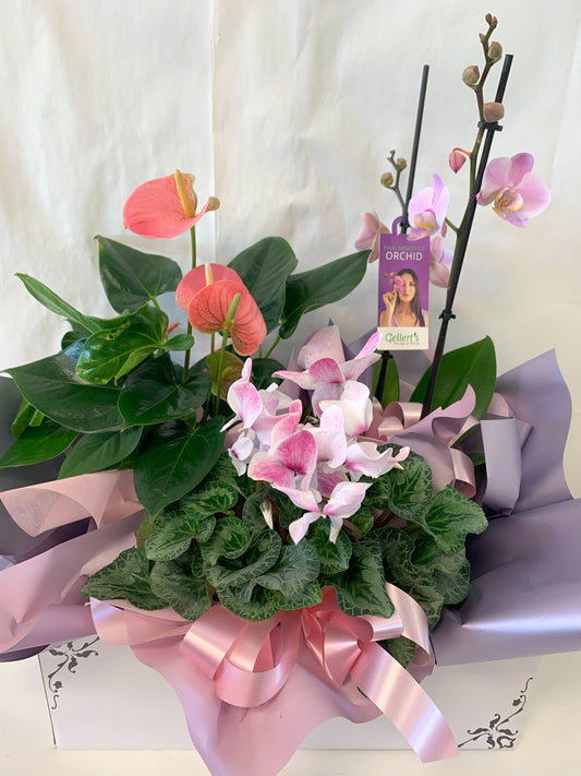 Mother's Day Plant Box in Pink