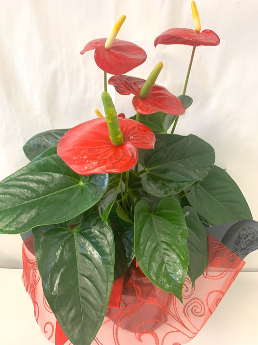 Anthurium Plant
