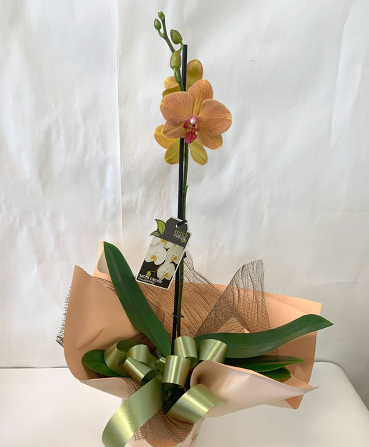 Single Orchid