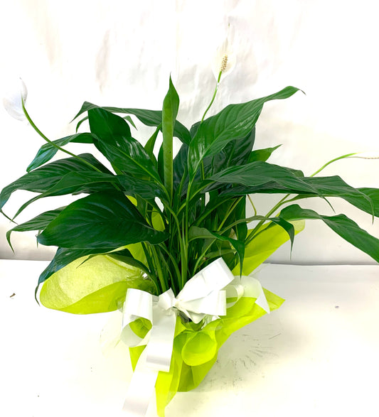 Peace Lily