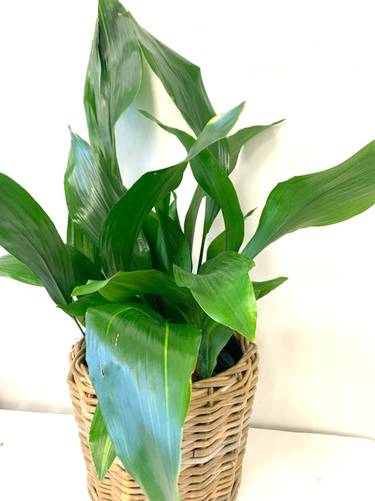 Aspidistra