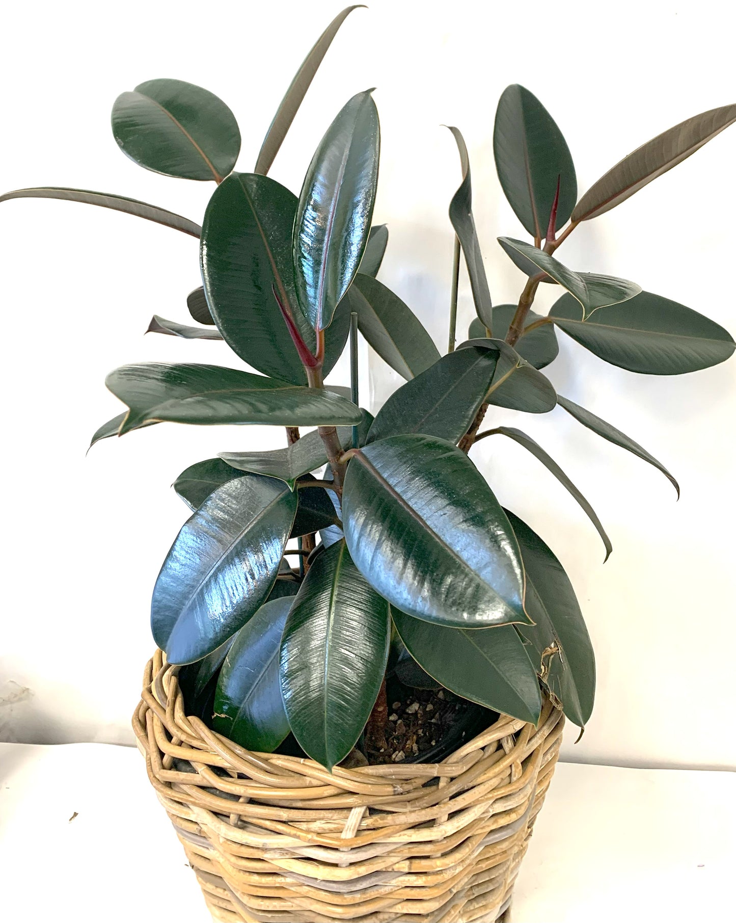Rubber Tree