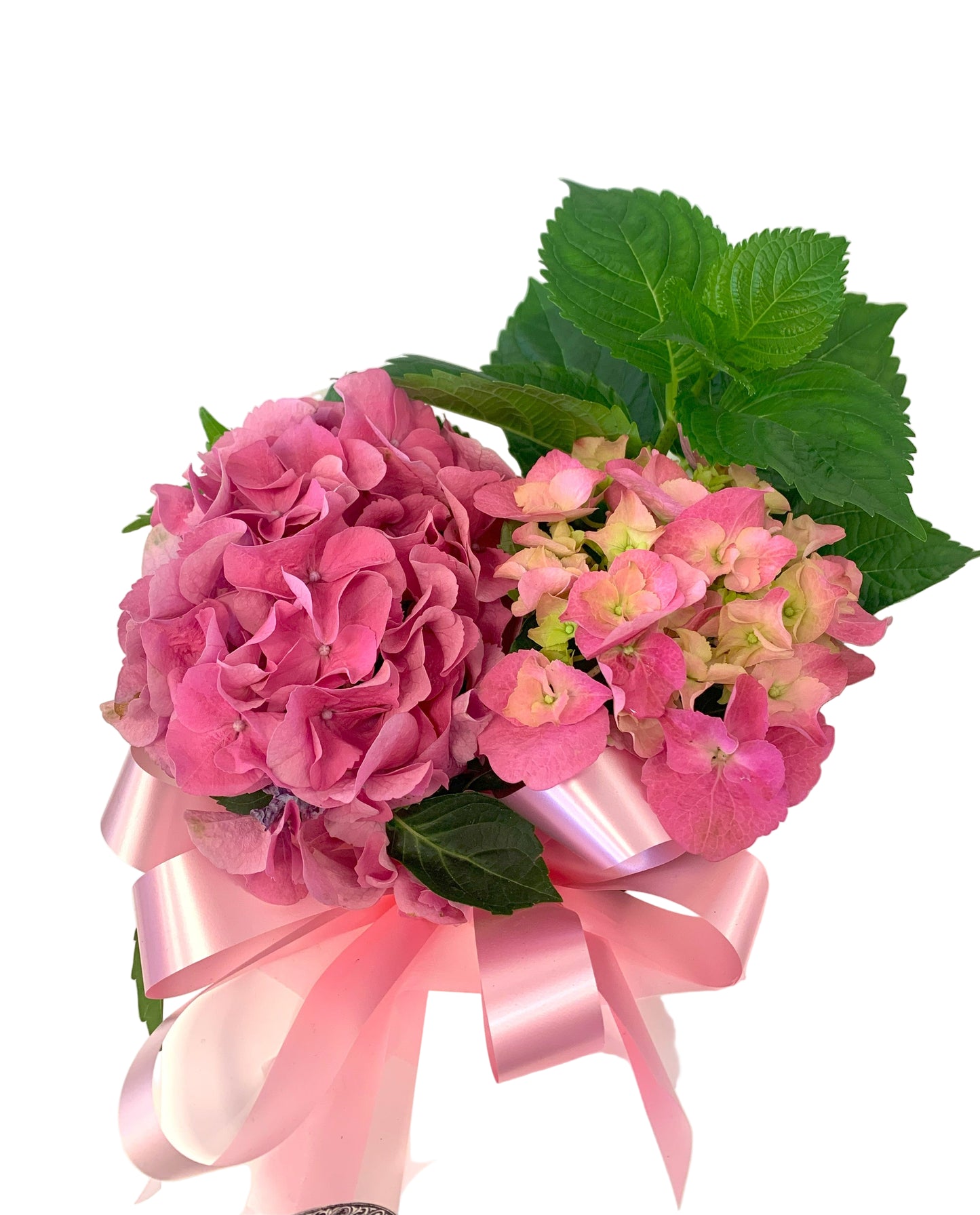 Pink hydrangea flowers with green leaves on a white background. Pink ribbon around the plant. 