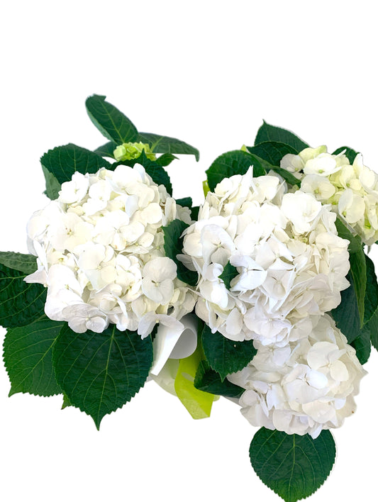 White hydrangea flowers with green leaves on a white background. 