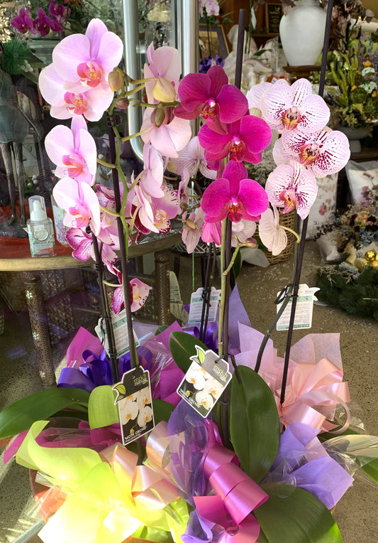 Orchids