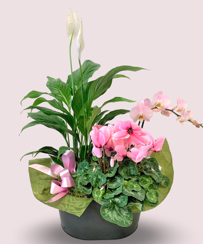 Mixed Plant Basket