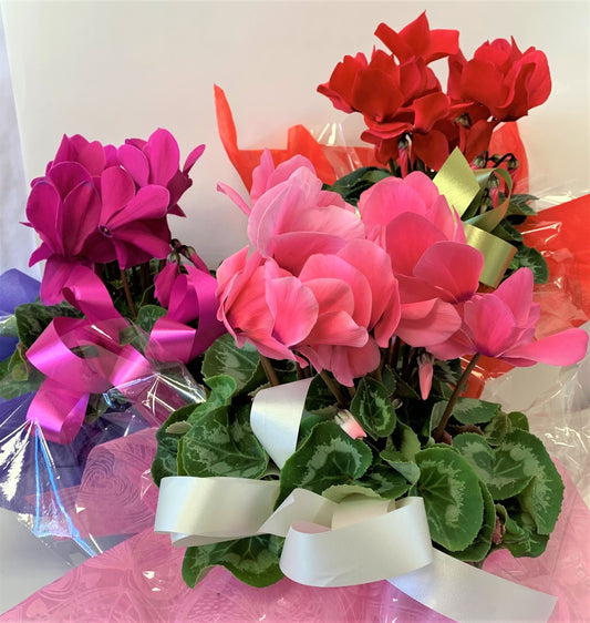 Single Cyclemen Plants In Arrange of Colors
